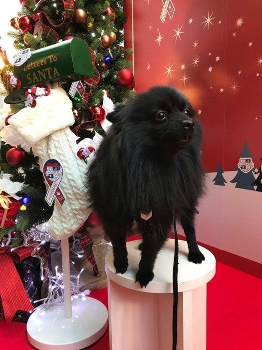 ポメラニアン