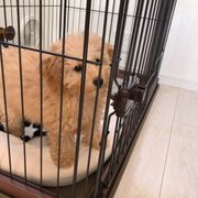 犬用サークルが100均材料で手作りできる 飼い主さんのアイデアまとめ いぬのきもちweb Magazine 犬用サークルが100均材料で手作りできる 飼い主さんのアイデアまとめ いぬのきもちweb Magazine