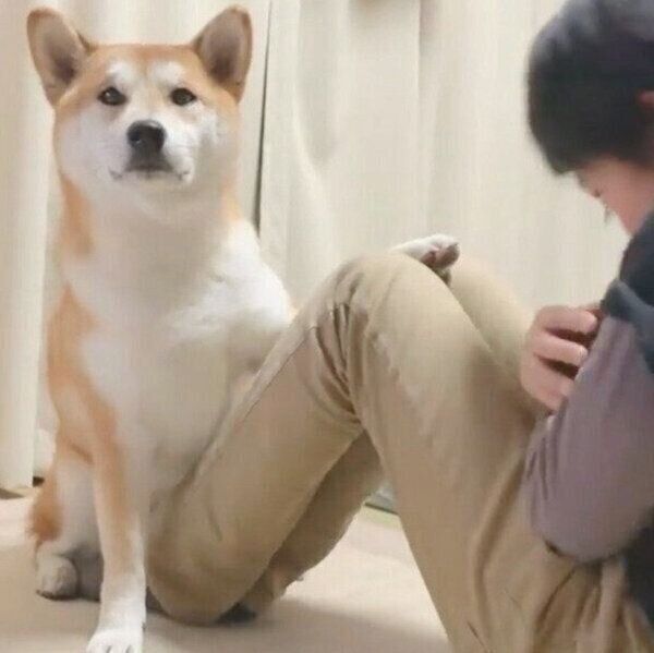 腹筋中の飼い主さんを支えるめんまくん