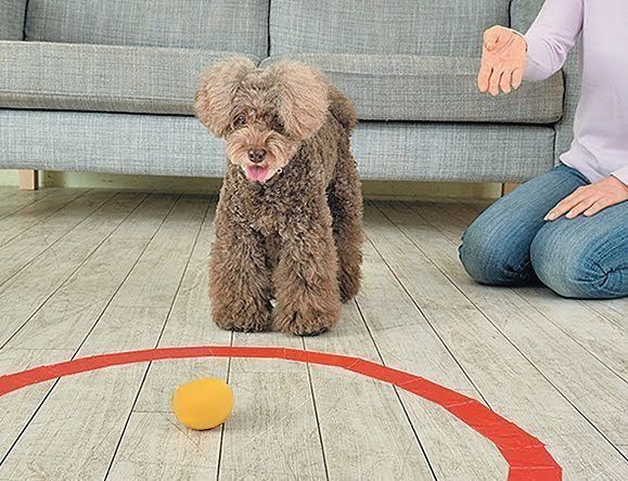 ボールdeカーリングごっこ4