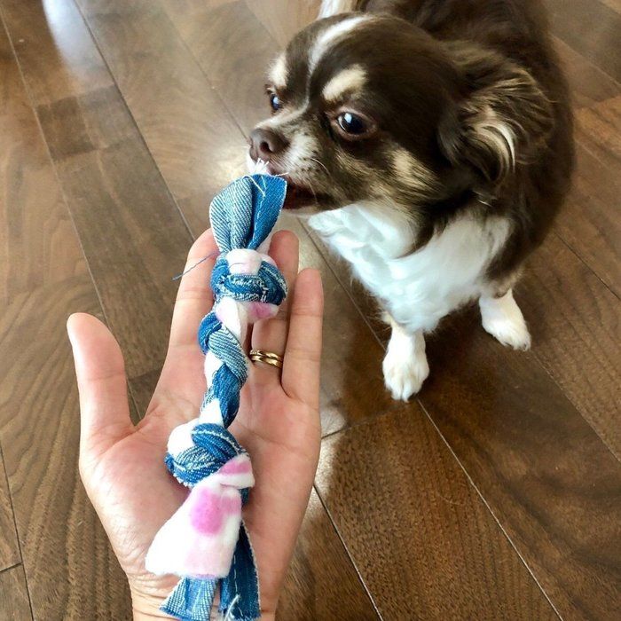 クンクン
