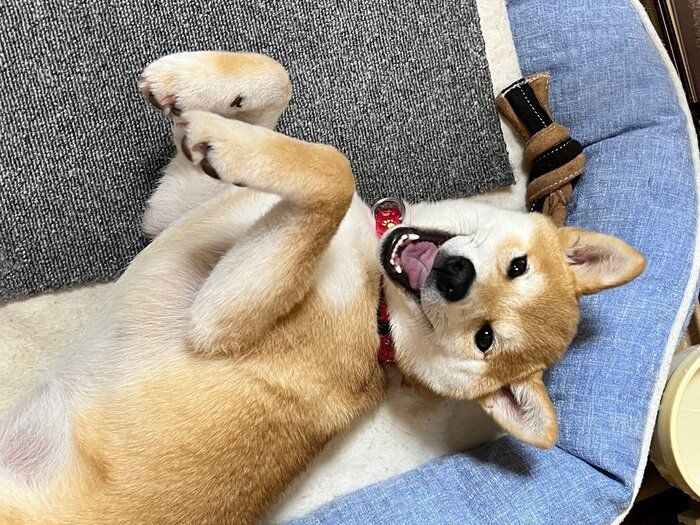 寝転がるにこちゃん