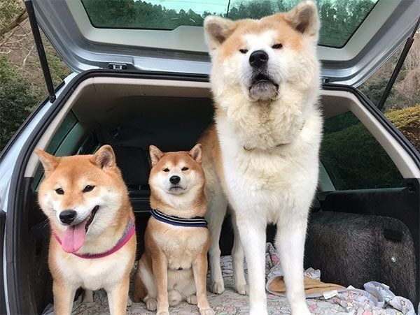 車に乗るじんくん、はちくん、モナちゃん