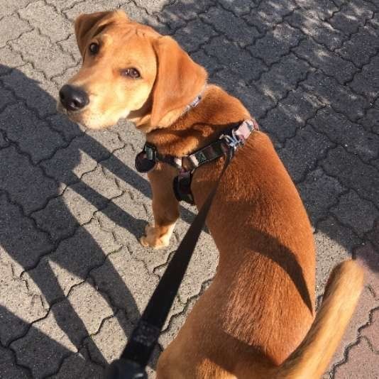 散歩する犬