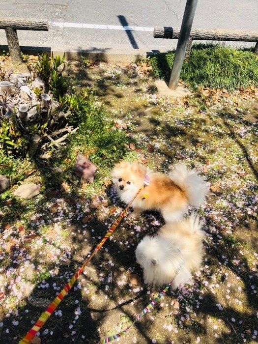 椿ちゃん
