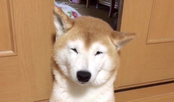 挟まる柴犬・ロペさん