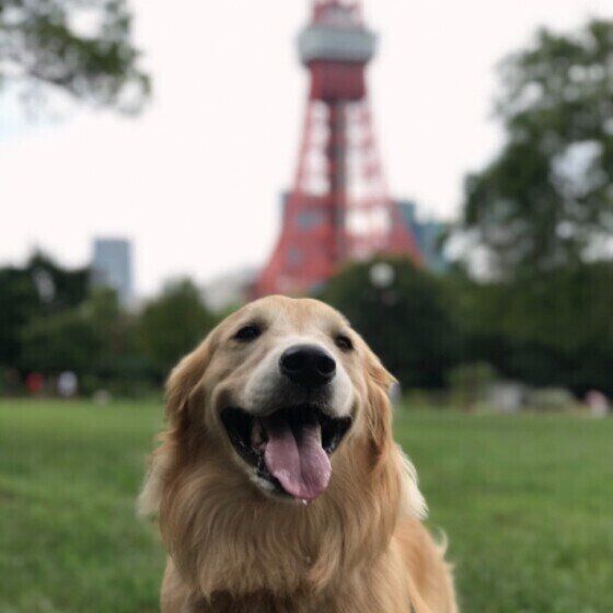 東京タワーと犬(ゴールデン・レトリーバー)