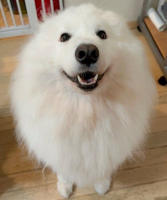 飼い主さんを見つめて笑顔になるはっくん