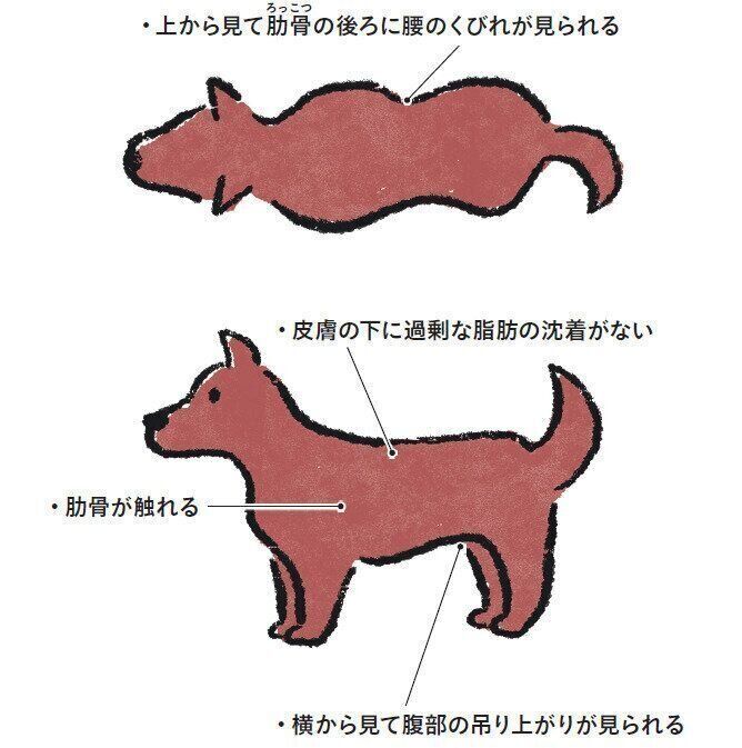 犬の理想的な体型