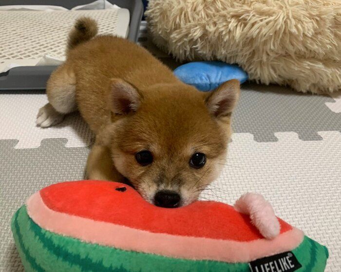 お迎えしたばかりのころの豆吉くん