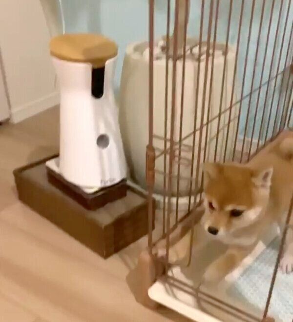 パパさんをお出迎えしようとするたまちゃん