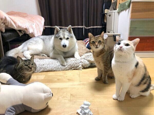 猫さんたちの間に入って「ちゅ〜る」をじっと見つめるシルビアちゃん