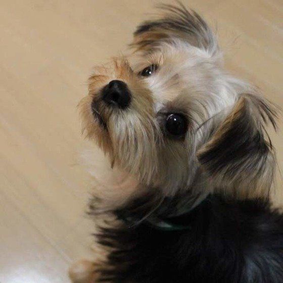 見上げる犬