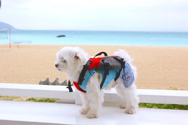JALワンワンJET沖縄