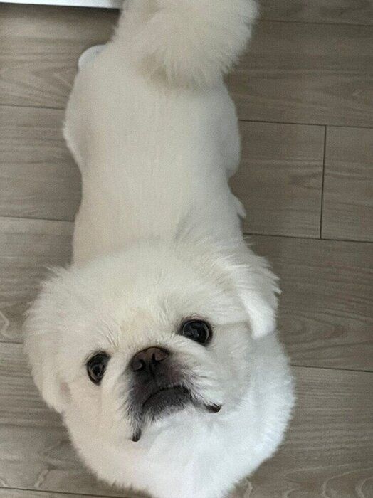 見つめるしらたまくん