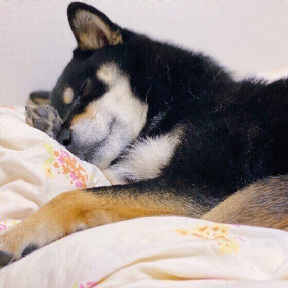 柴のラガーちゃん