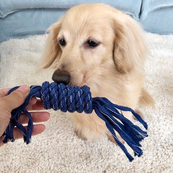 クンクン
