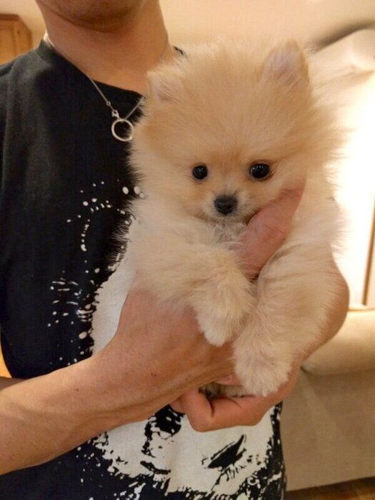 お家に来て1週間頃のぽぽちゃん