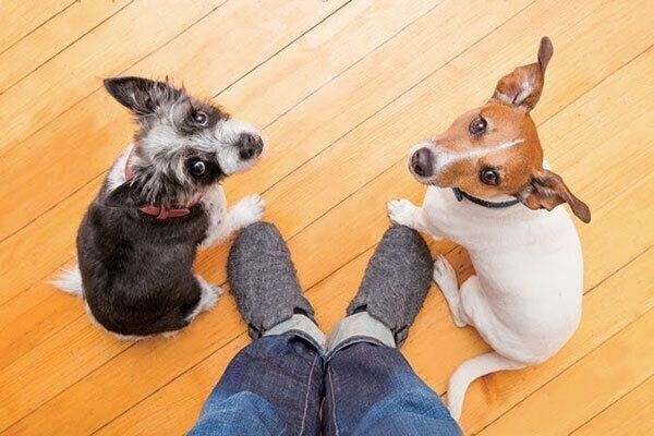 見上げる犬