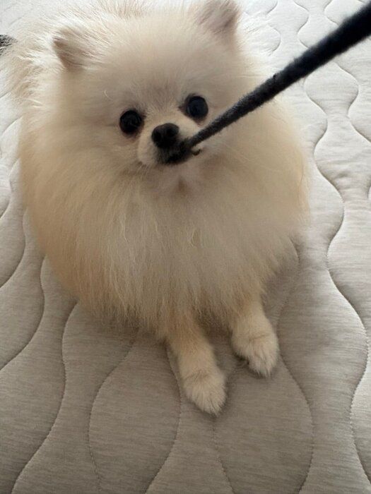 飼い主さんのパーカーの紐をくわえて離さないポメラニアン