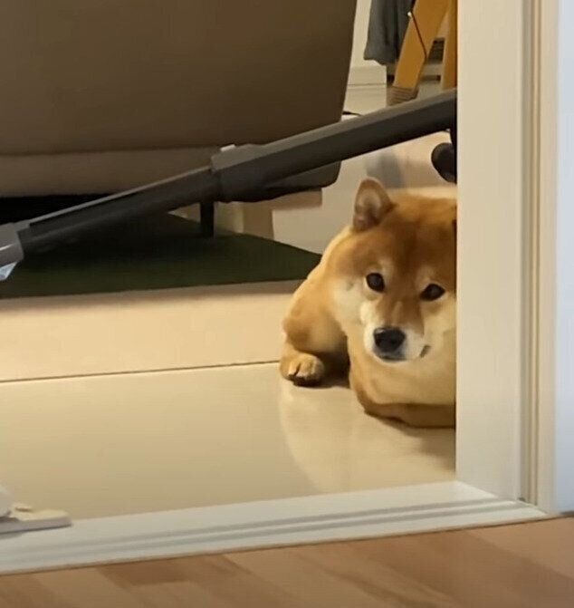 朝の犬