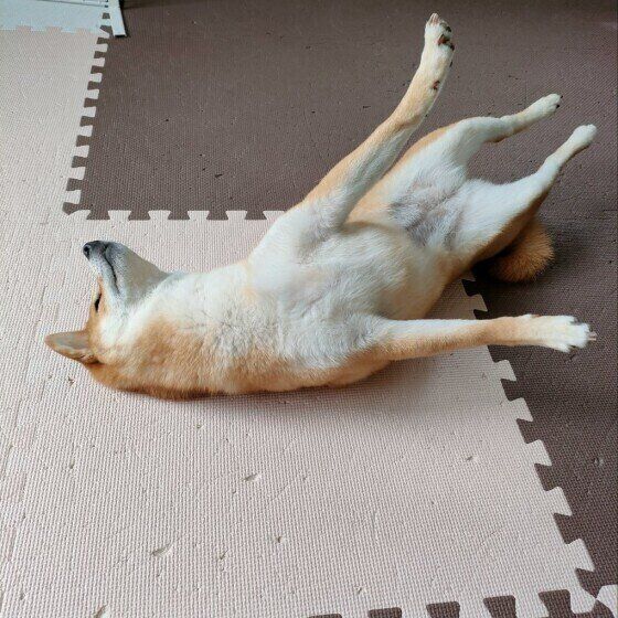 ゴロ~ン「ヘソ天」する犬たちが集合♡ かわいい画像とその理由 ゴロ~ン「ヘソ天」する犬たちが集合♡ かわいい画像とその理由