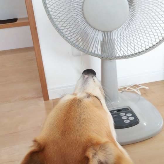扇風機の前は涼しい!