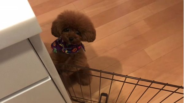 ちょこちょこダンス
