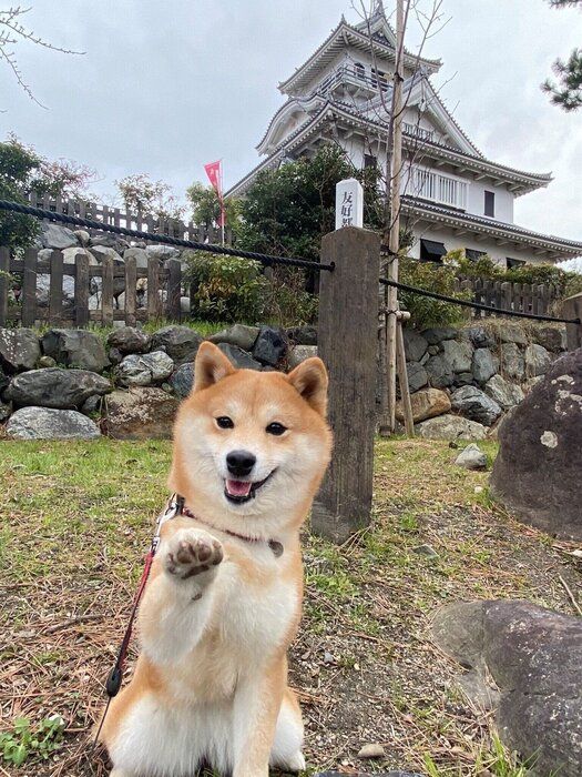 ももちゃん/柴犬
