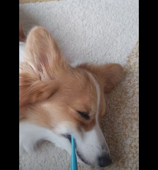 歯磨きする犬