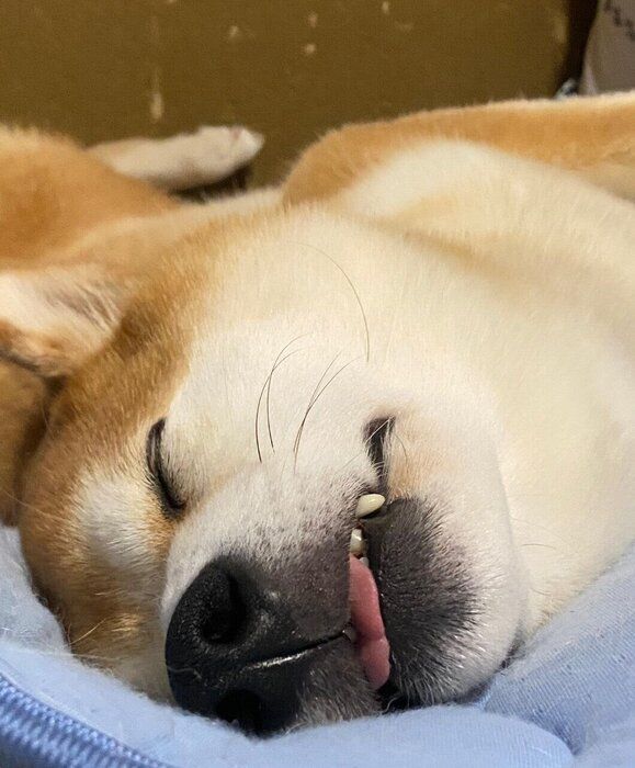 無防備な寝顔のてんくん