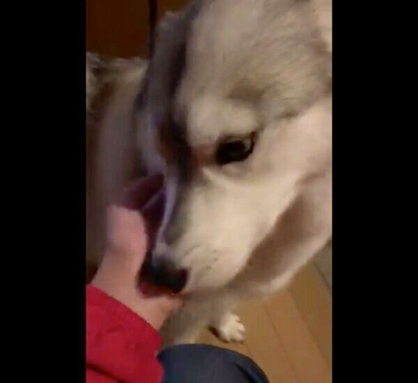 飼い主さんに撫でてもらうユキちゃん