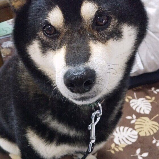 柴