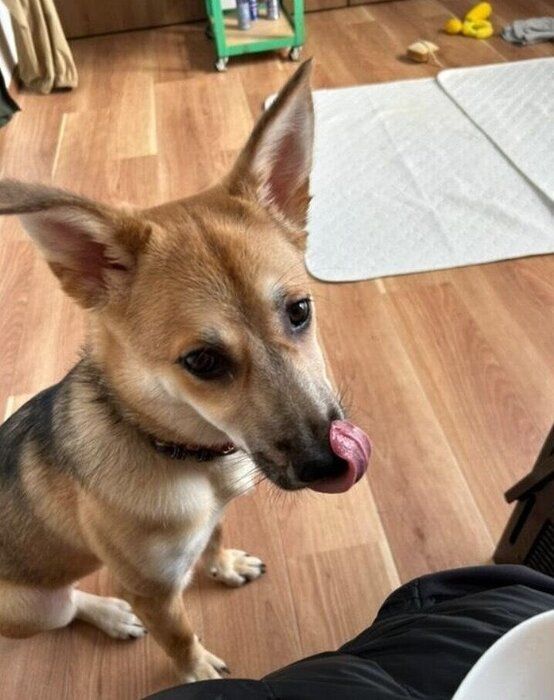 飼い主に近寄ってきた犬