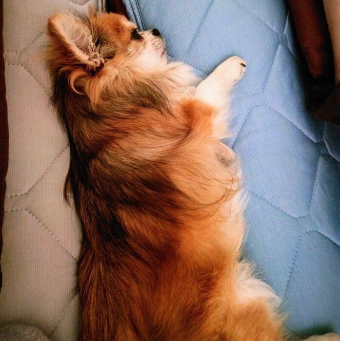 飼い主さんの布団に寝転がるぼんくん