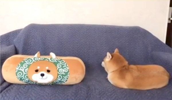 「新入り」と並ぶ柴犬