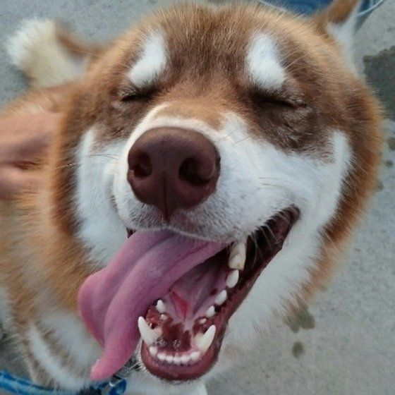 ハスキー