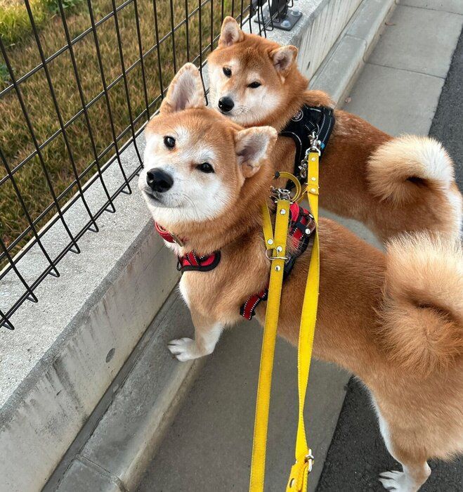 散歩中におやつ待ちをする2頭