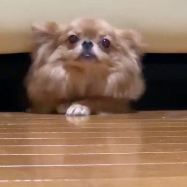ソファの下にいぬ犬