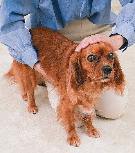 頭をなでられる犬