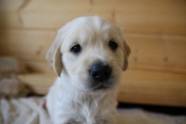 動物病院が犬のストレスにならないようにする方法