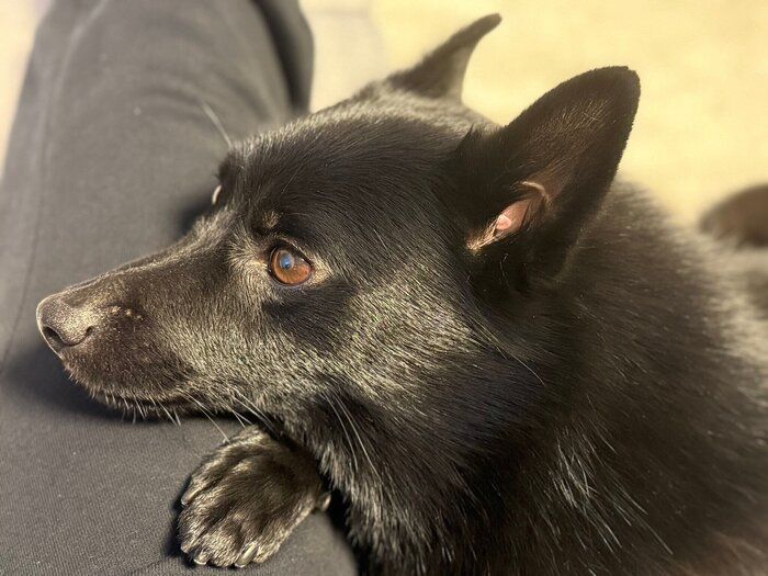 3才10カ月ごろのスキッパーキ