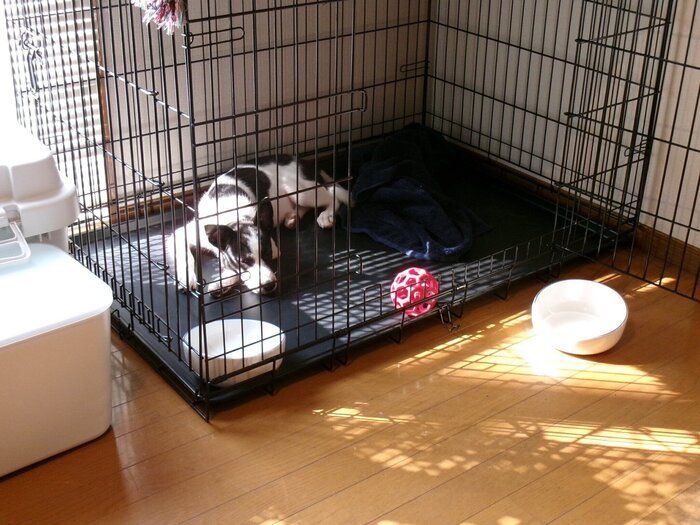 ケージの中で過ごすパユちゃん　当時飼い主さんは「しつけよりもまずは仲よくなることを優先する」と決めて接していたそう