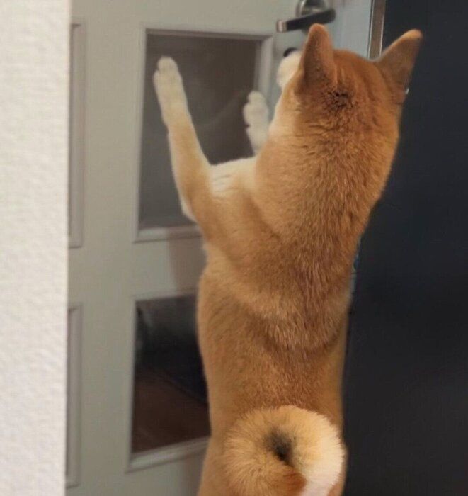 パパさんが帰宅したときのつくねちゃん