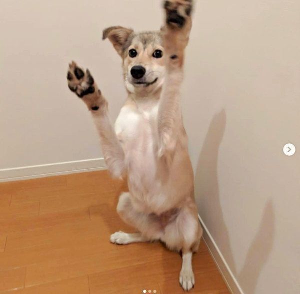 元保護犬・MIXのめるちゃん