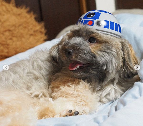 帽子をかぶるミックス犬