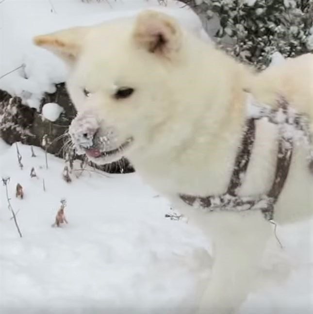 雪で遊ぶ秋田犬