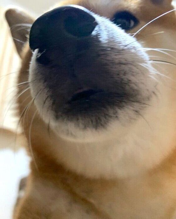 飼い主さんのことを心配するこたろうくん