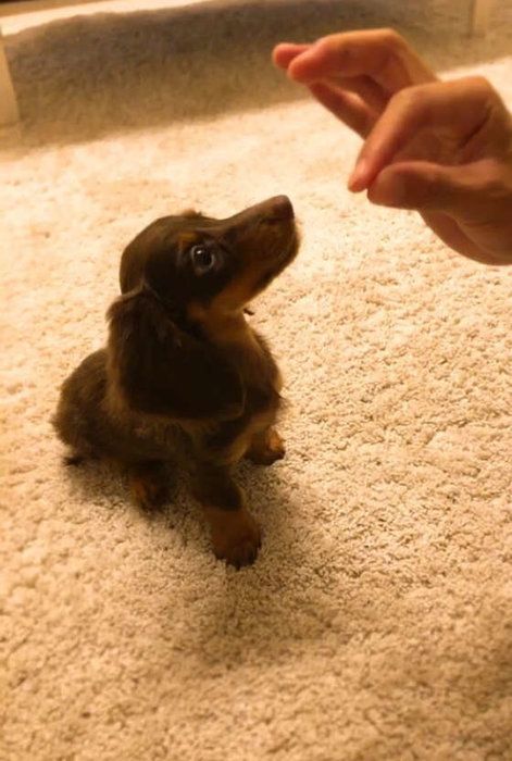 Kダックス・ロイ・おすわり