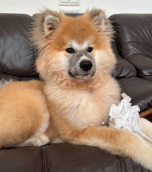 生後4カ月のころのちゃちゃみちゃん